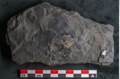 Foto (Detailansicht) von Knightiophyllum primaevum Ettingshausen (NHMW-GEO-2024-0188-10242b)